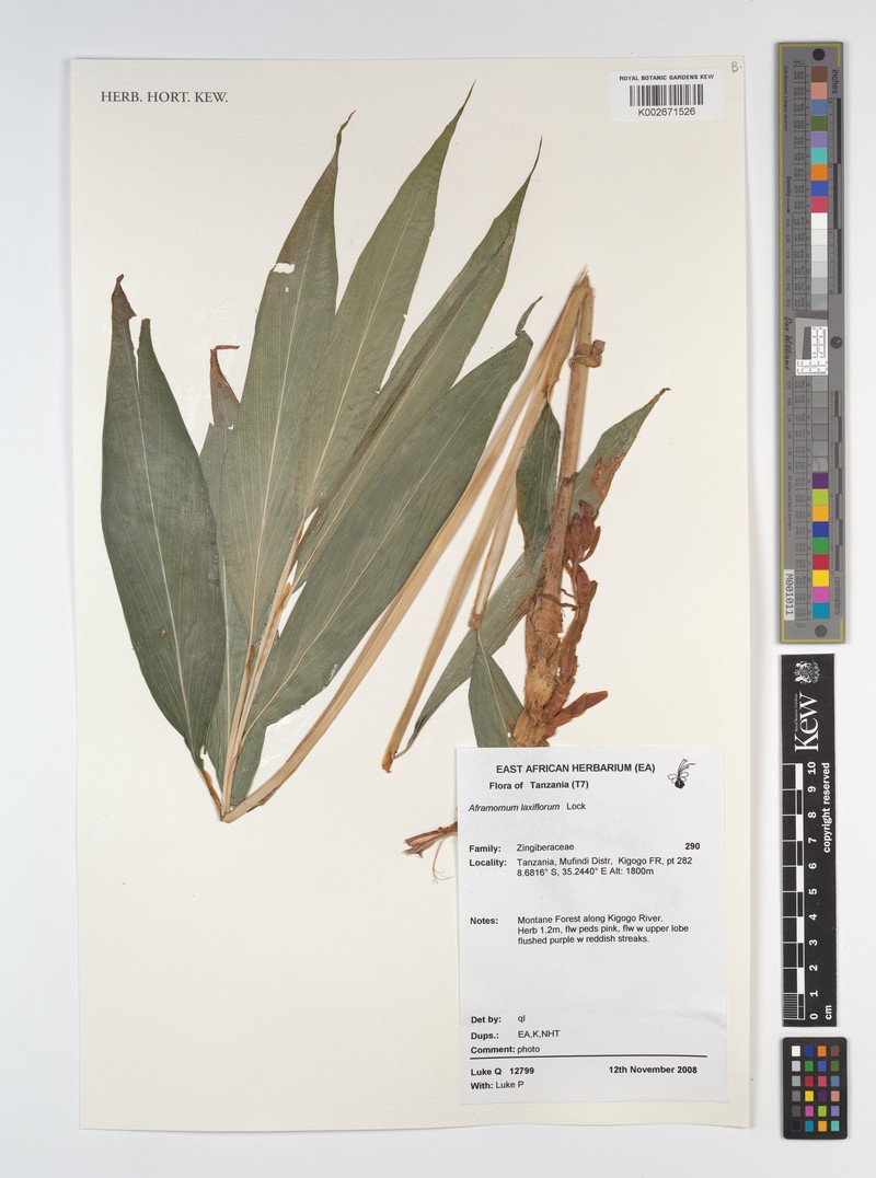 Aframomum laxiflorum