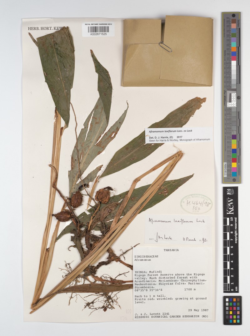 Aframomum laxiflorum photo 2