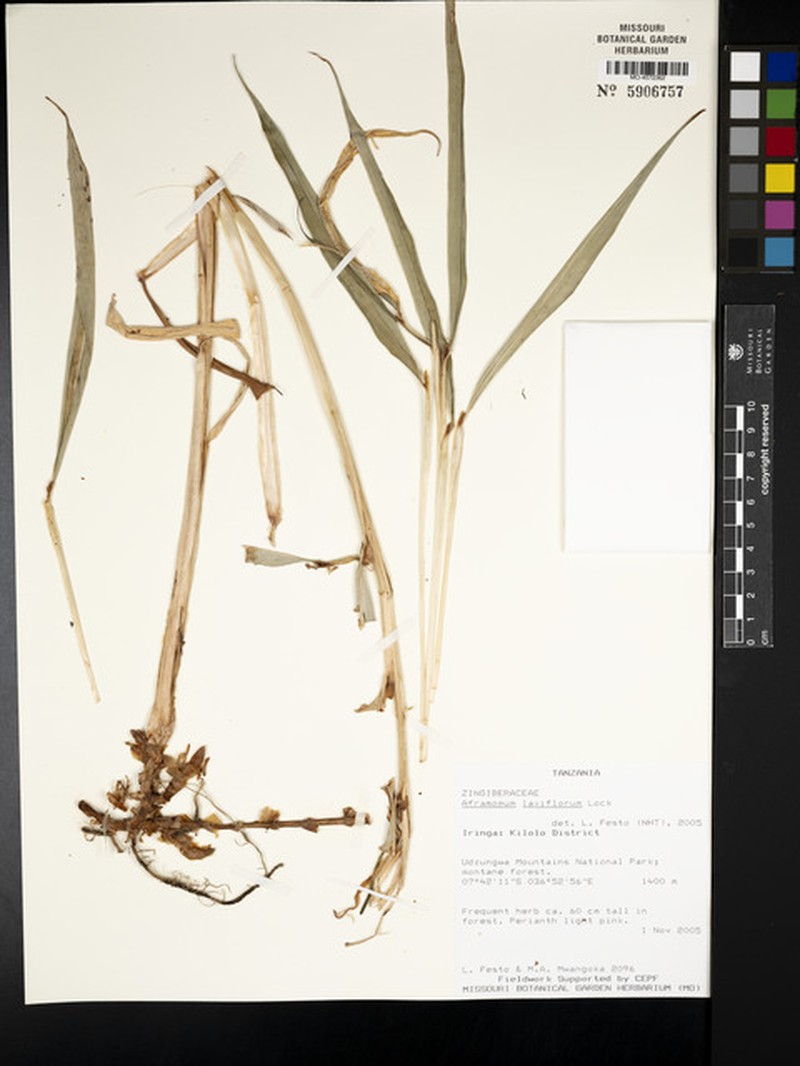 Aframomum laxiflorum photo 3