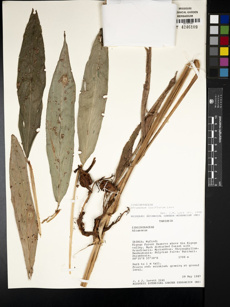 Aframomum laxiflorum photo 4