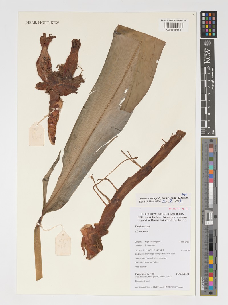 Aframomum leptolepis