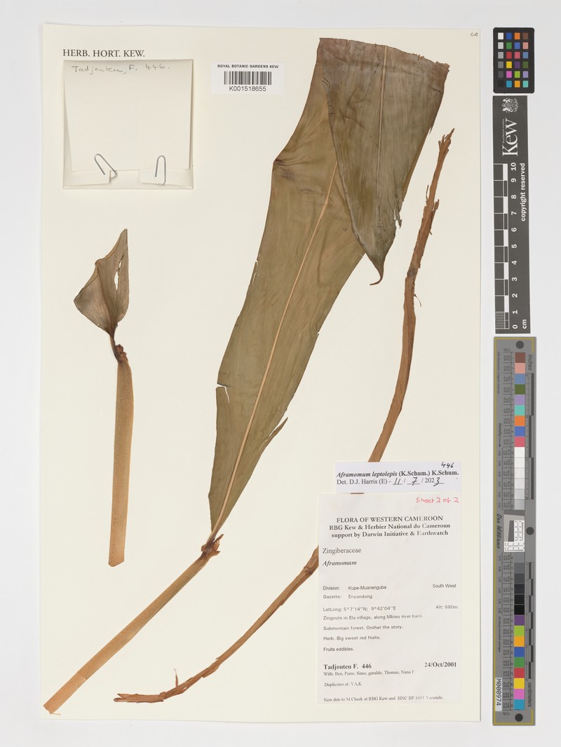 Aframomum leptolepis photo 2