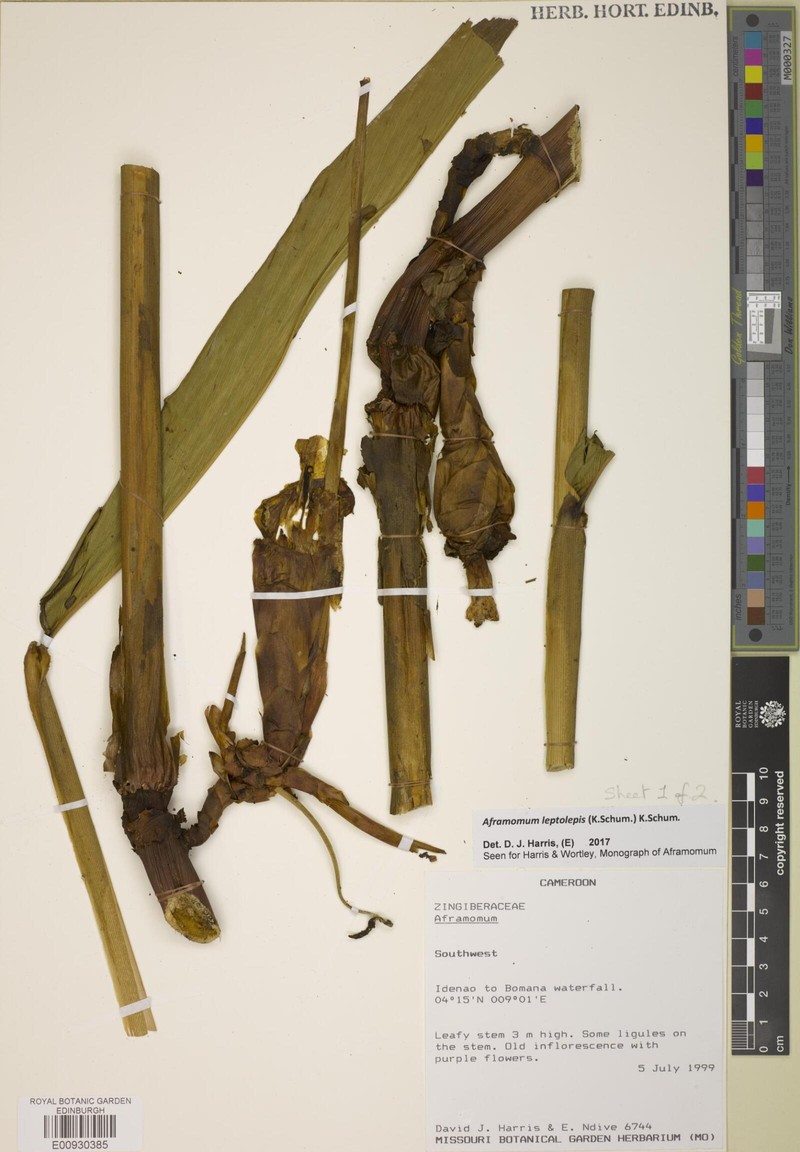 Aframomum leptolepis photo 3