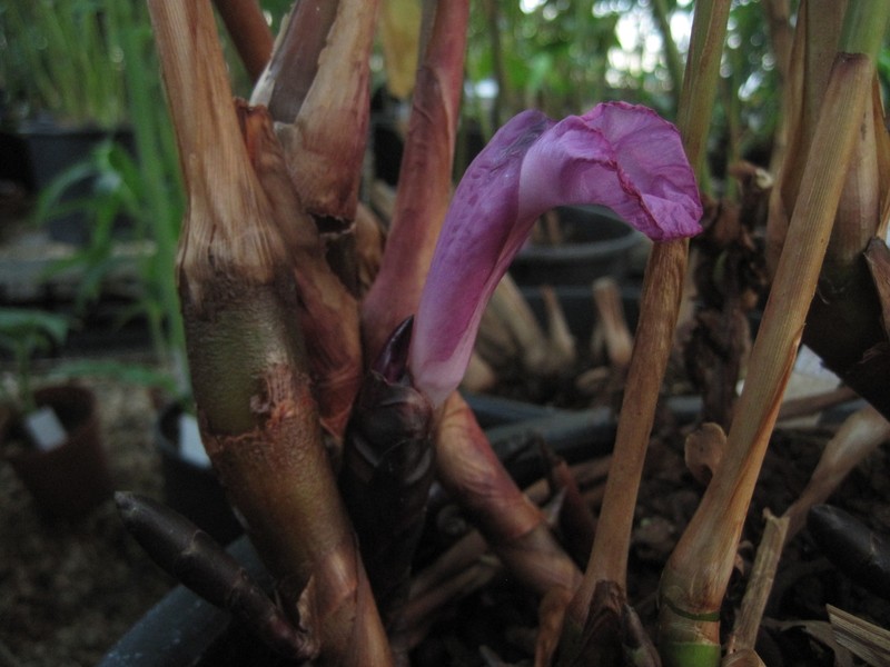 Aframomum leptolepis photo 4