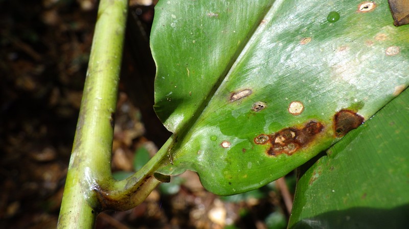 Aframomum letestuanum