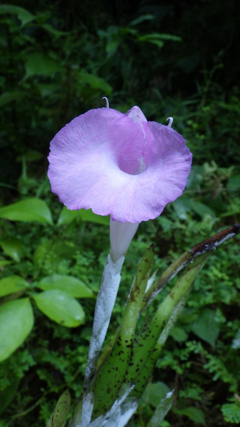Aframomum letestuanum photo 2