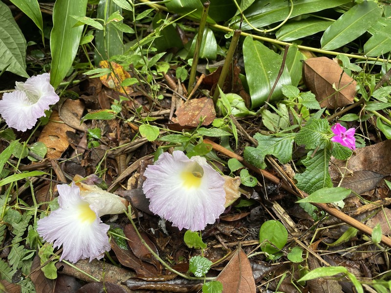 Aframomum limbatum