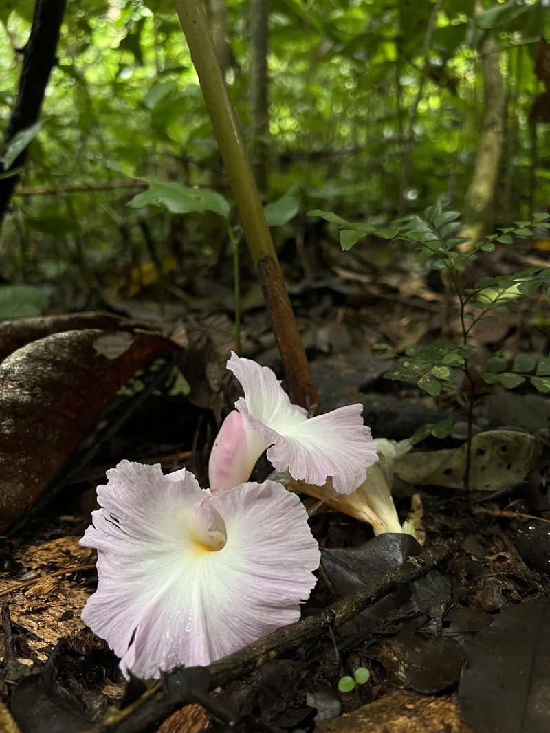 Aframomum limbatum photo 2