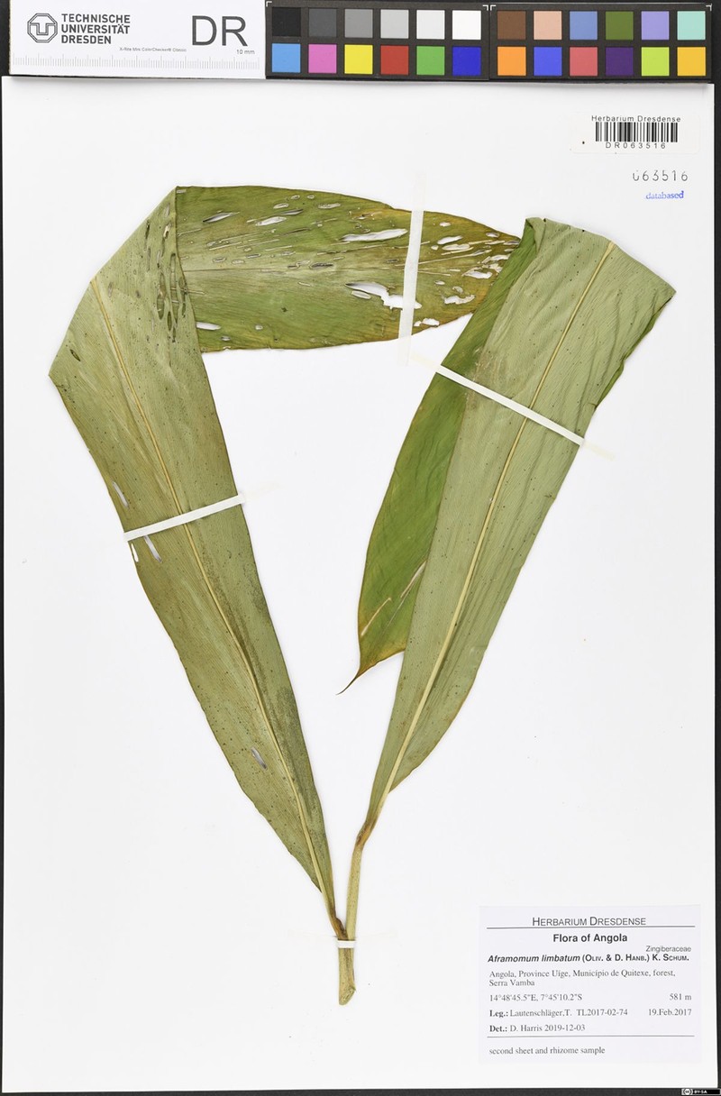 Aframomum limbatum photo 3