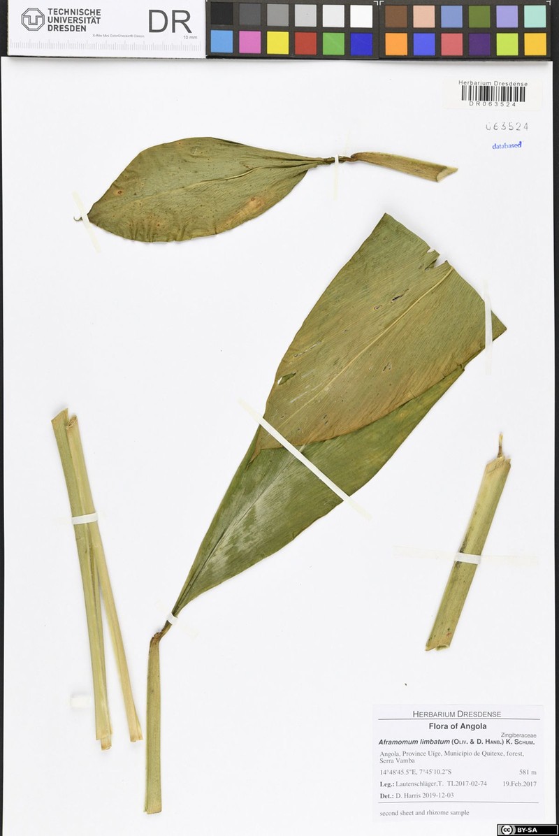 Aframomum limbatum photo 4