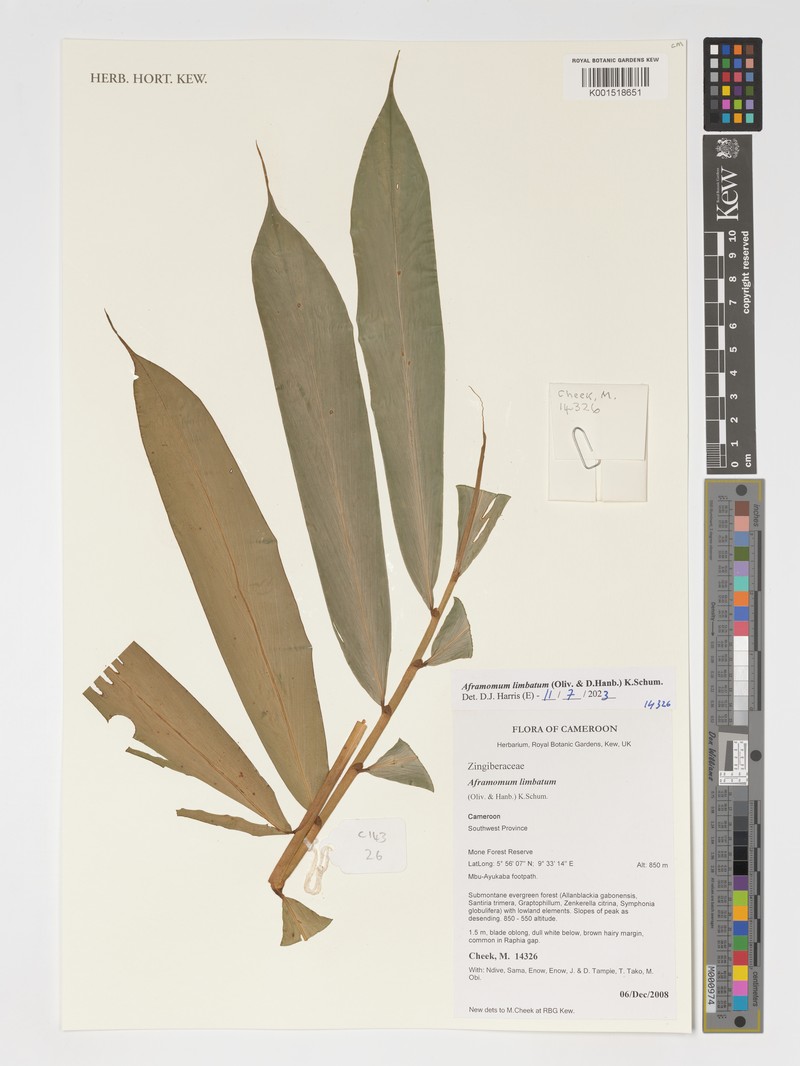 Aframomum limbatum photo 5