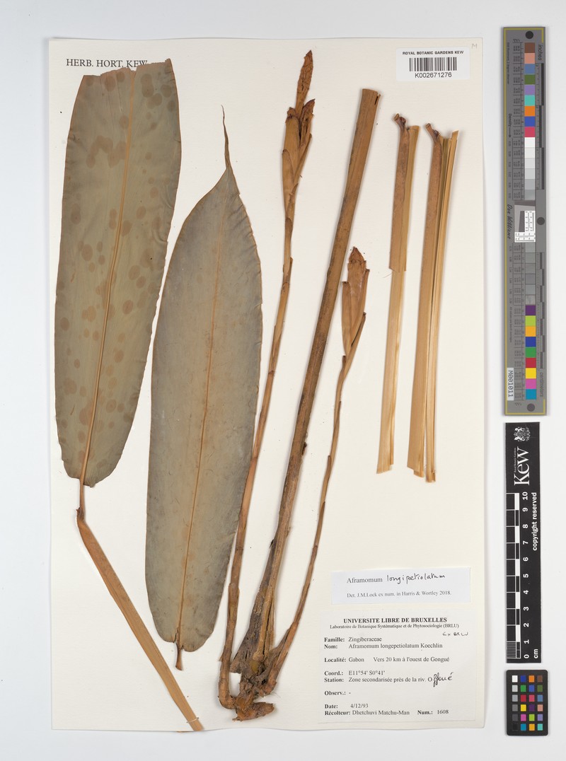 Aframomum longipetiolatum