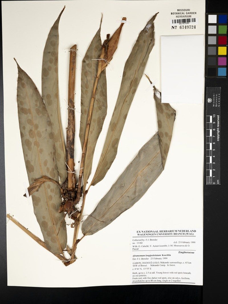 Aframomum longipetiolatum photo 2