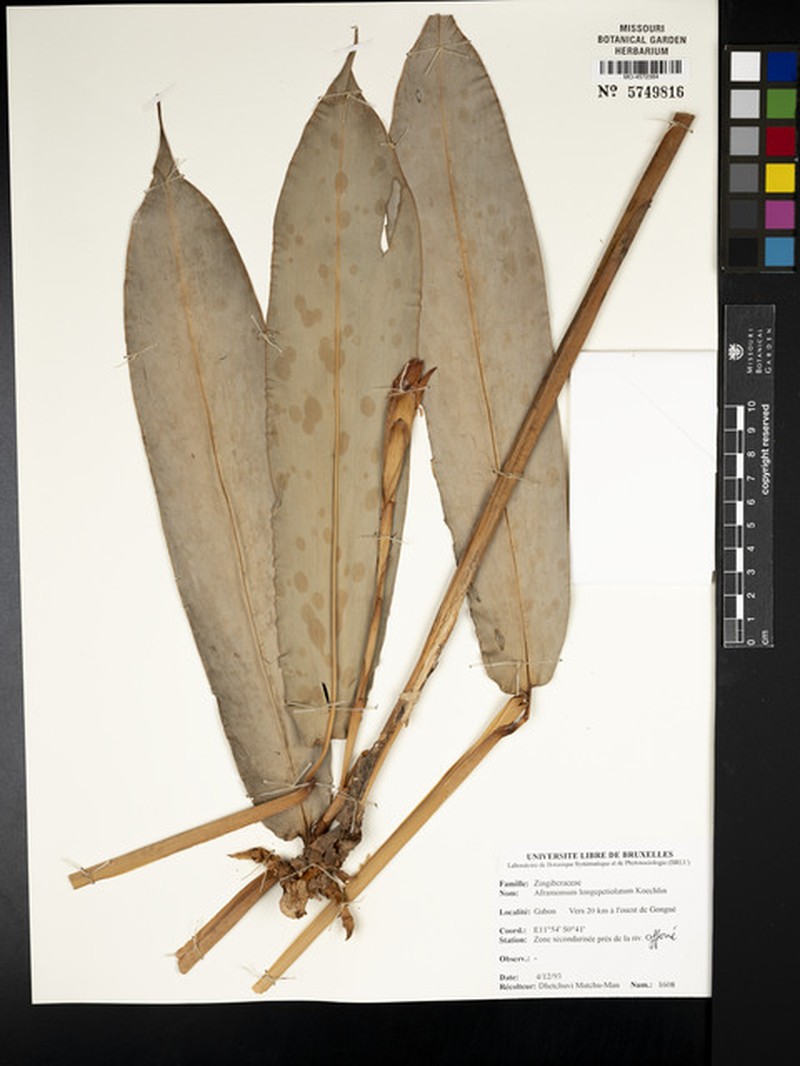 Aframomum longipetiolatum photo 3
