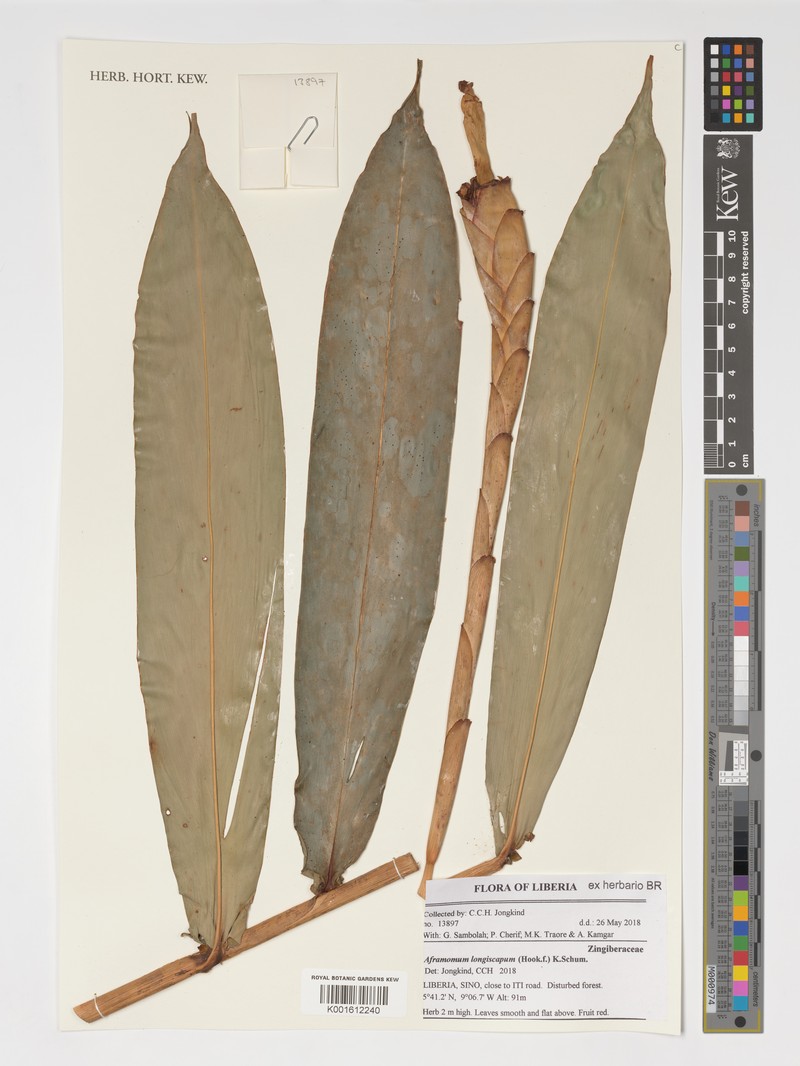 Aframomum longiscapum