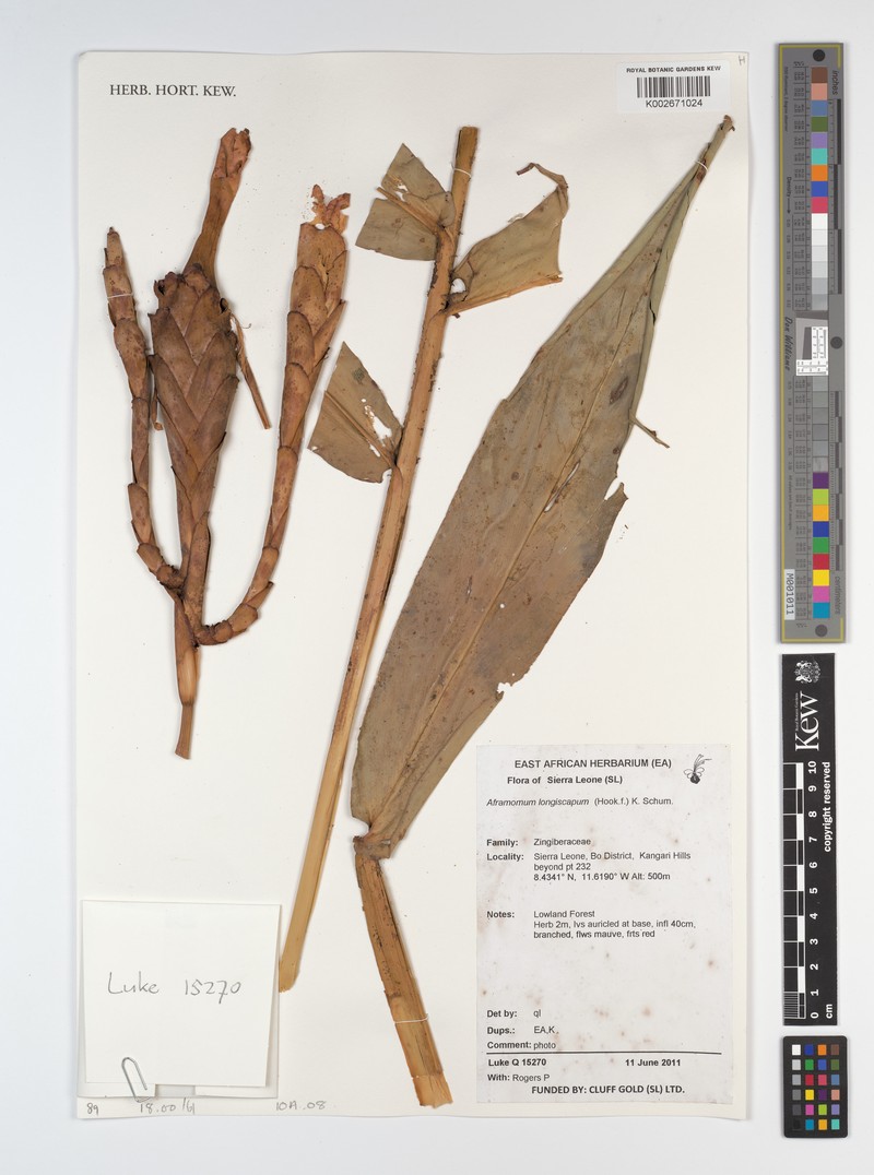 Aframomum longiscapum photo 2
