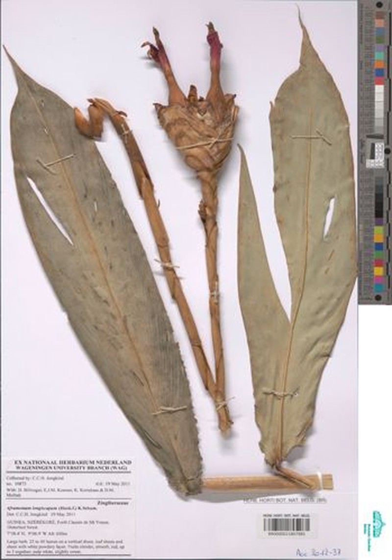 Aframomum longiscapum photo 3