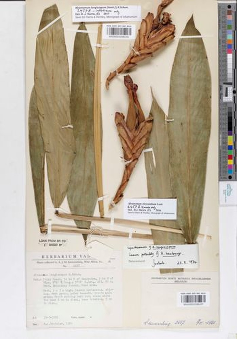 Aframomum longiscapum photo 4