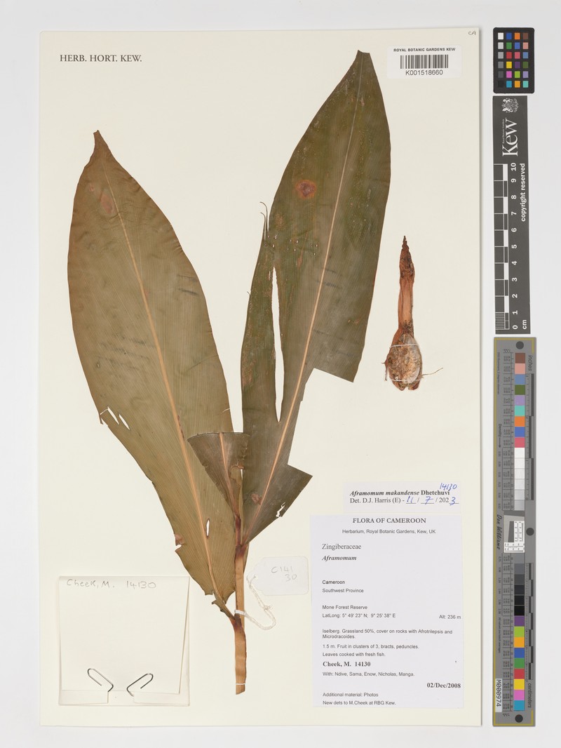 Aframomum makandensis