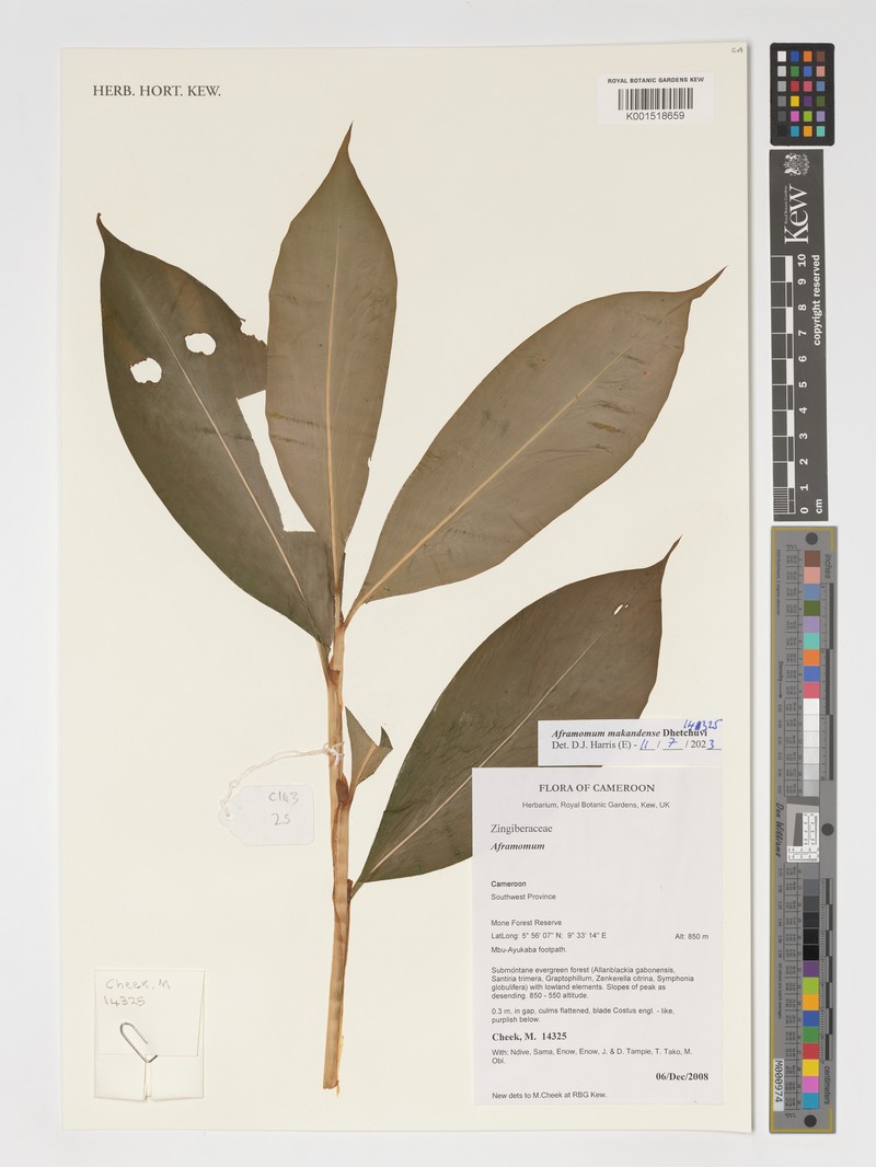 Aframomum makandensis photo 2