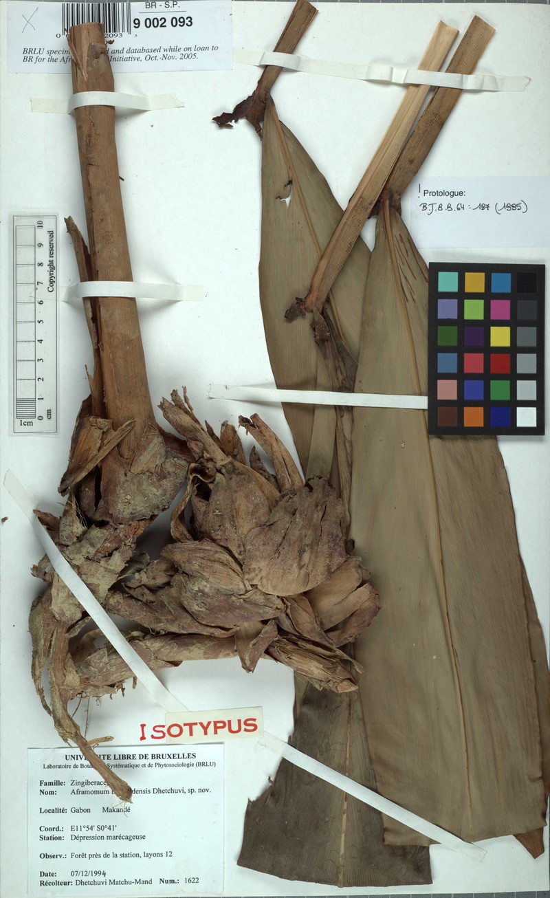 Aframomum makandensis photo 3