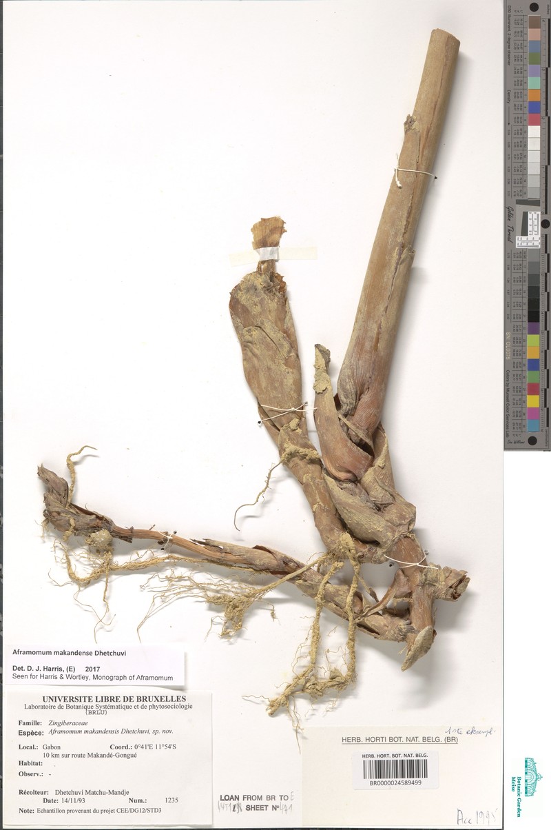 Aframomum makandensis photo 5