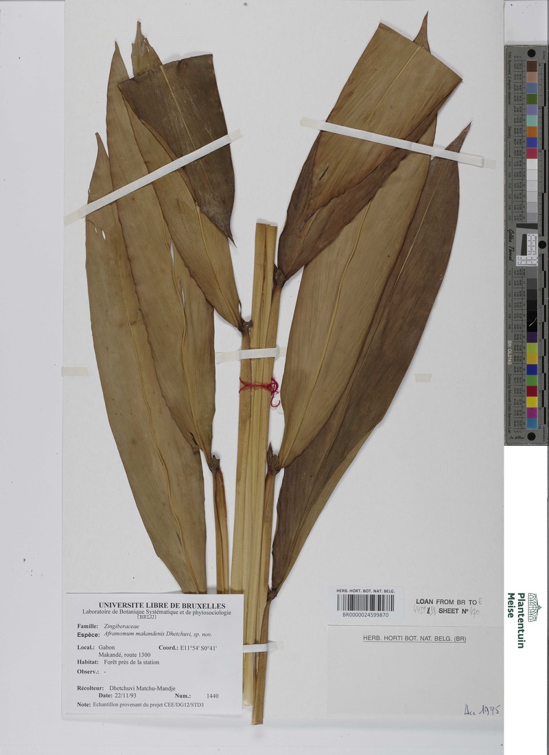 Aframomum makandensis photo 6