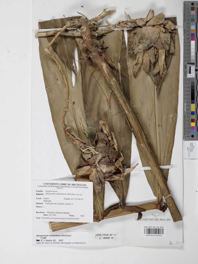 Aframomum makandensis photo 7