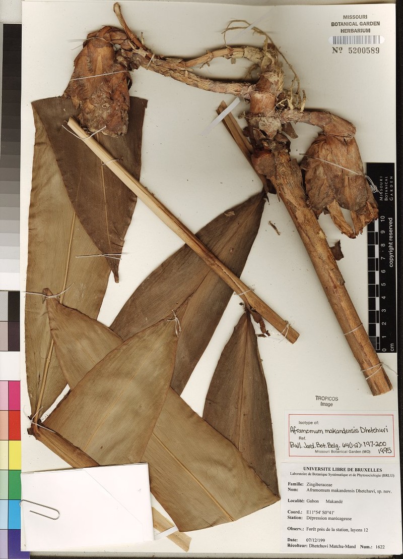 Aframomum makandensis photo 8