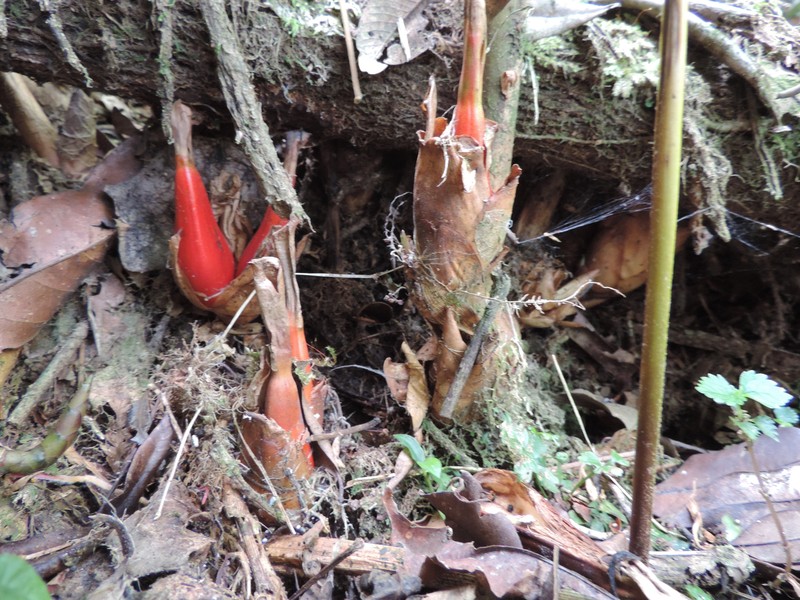 Aframomum mala photo 3