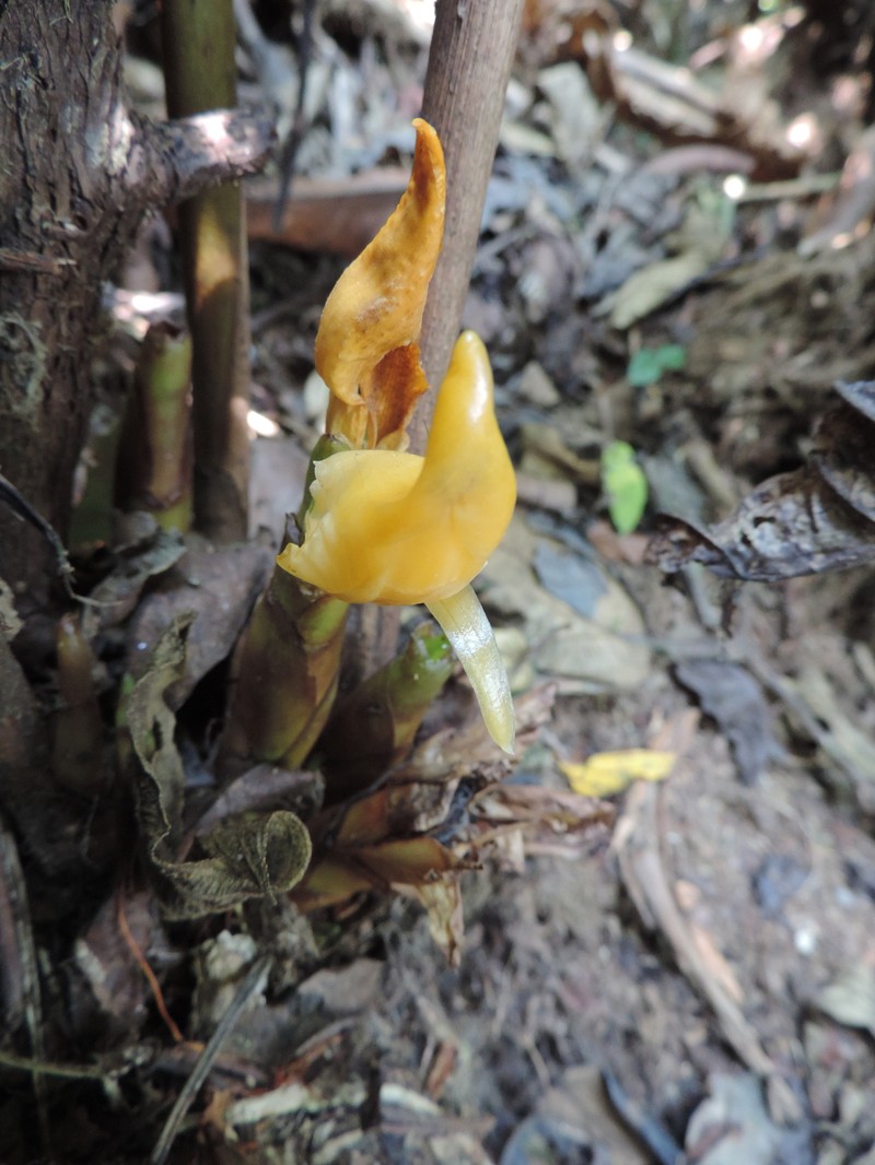 Aframomum mala photo 4