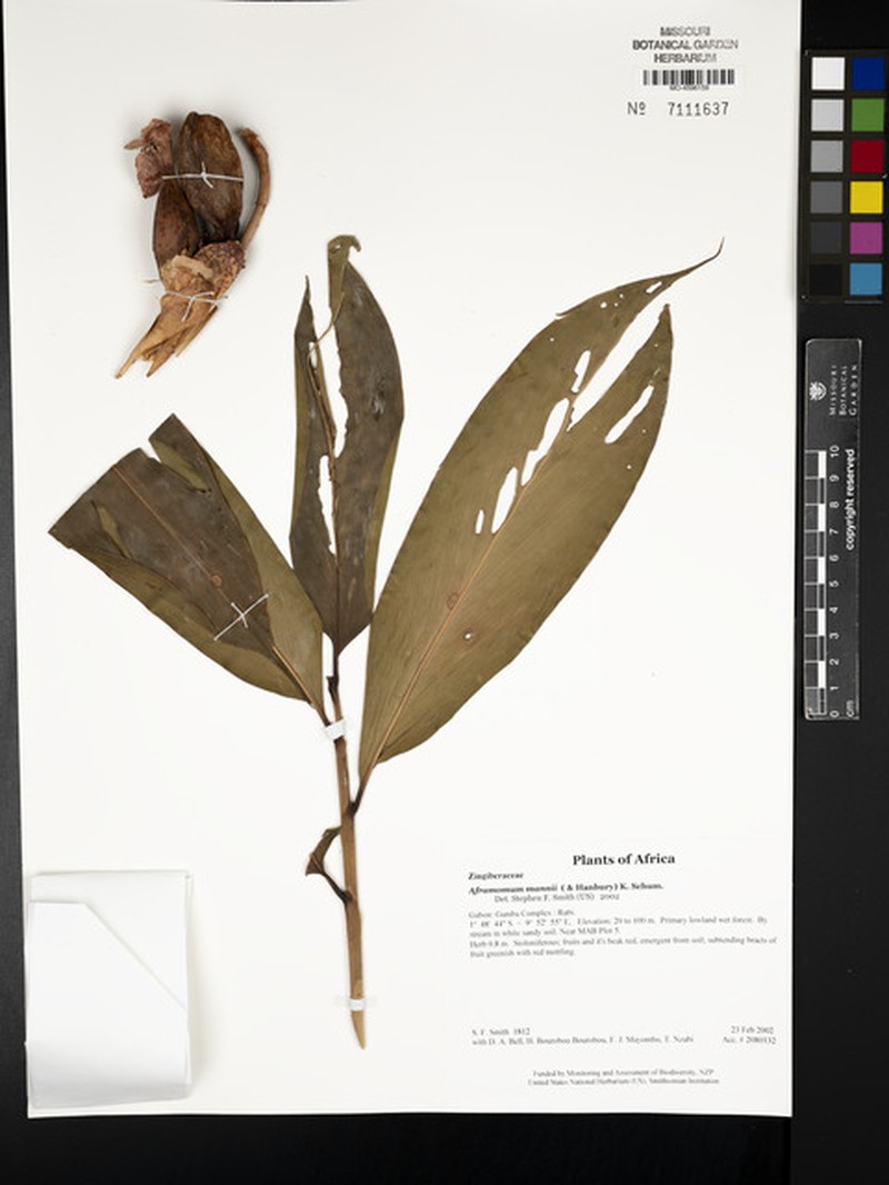 Aframomum mannii