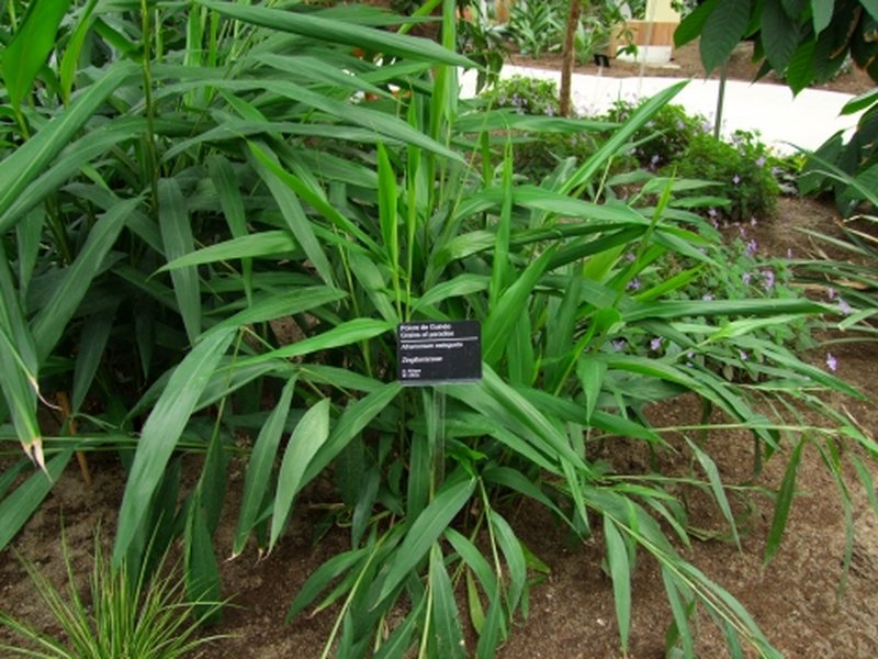 Melegueta Pepper