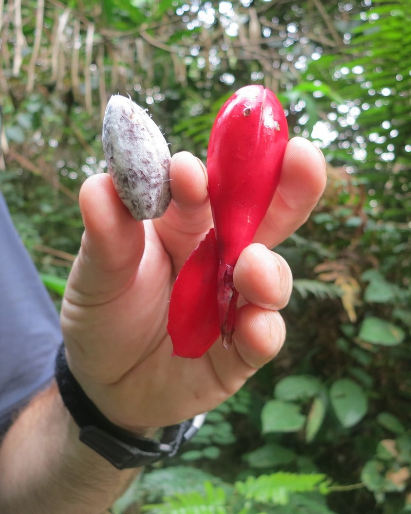 Melegueta Pepper photo 2