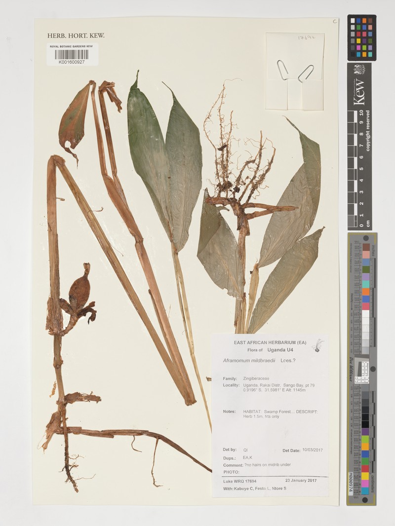 Aframomum mildbraedii
