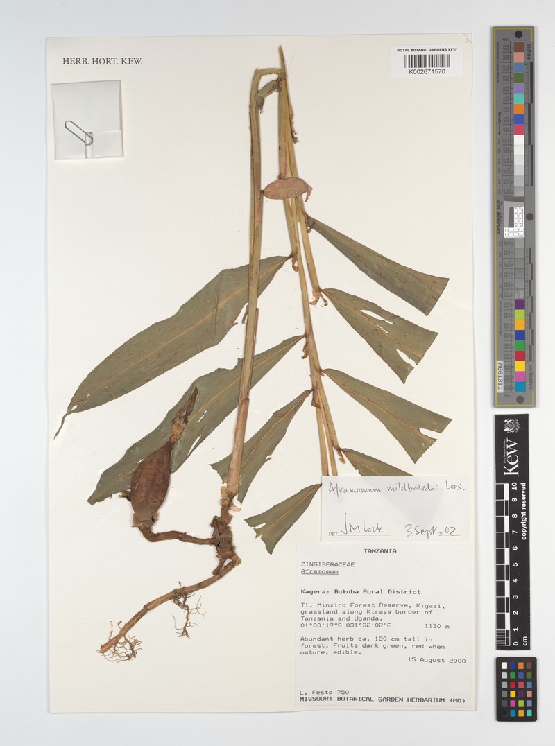 Aframomum mildbraedii photo 2