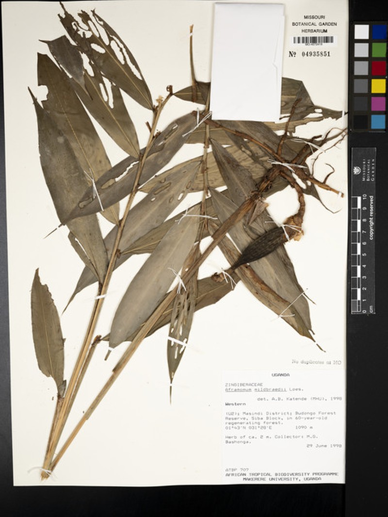 Aframomum mildbraedii photo 3