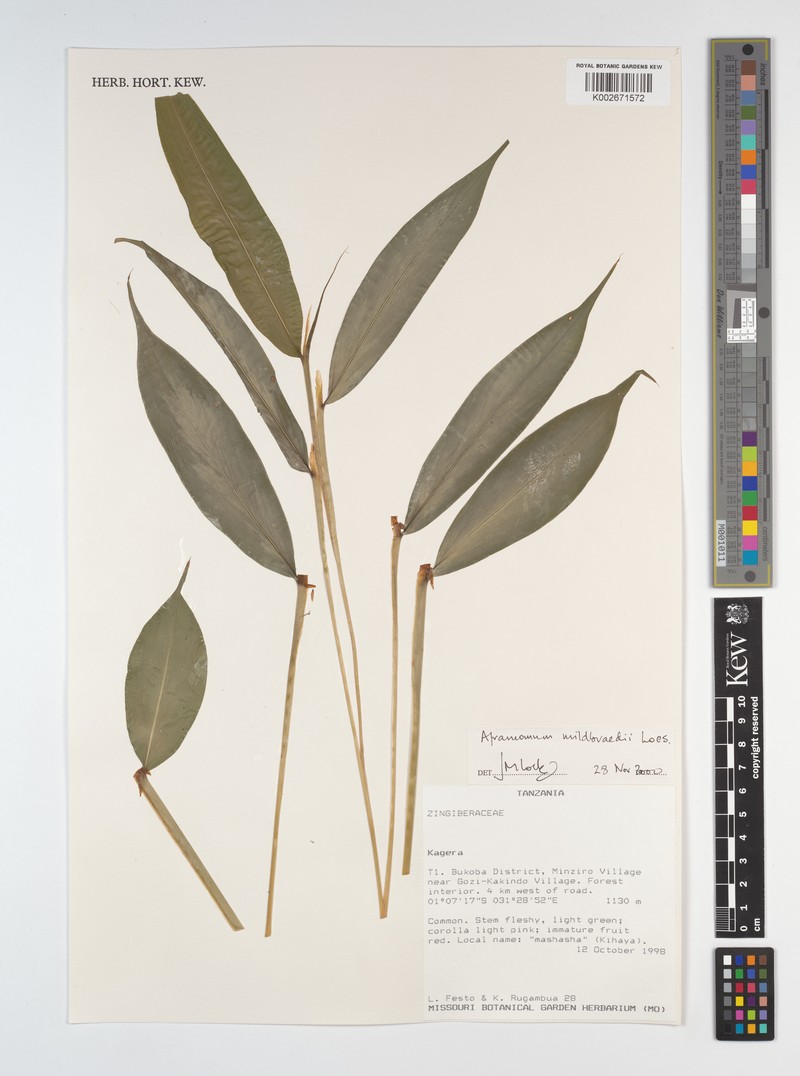 Aframomum mildbraedii photo 4