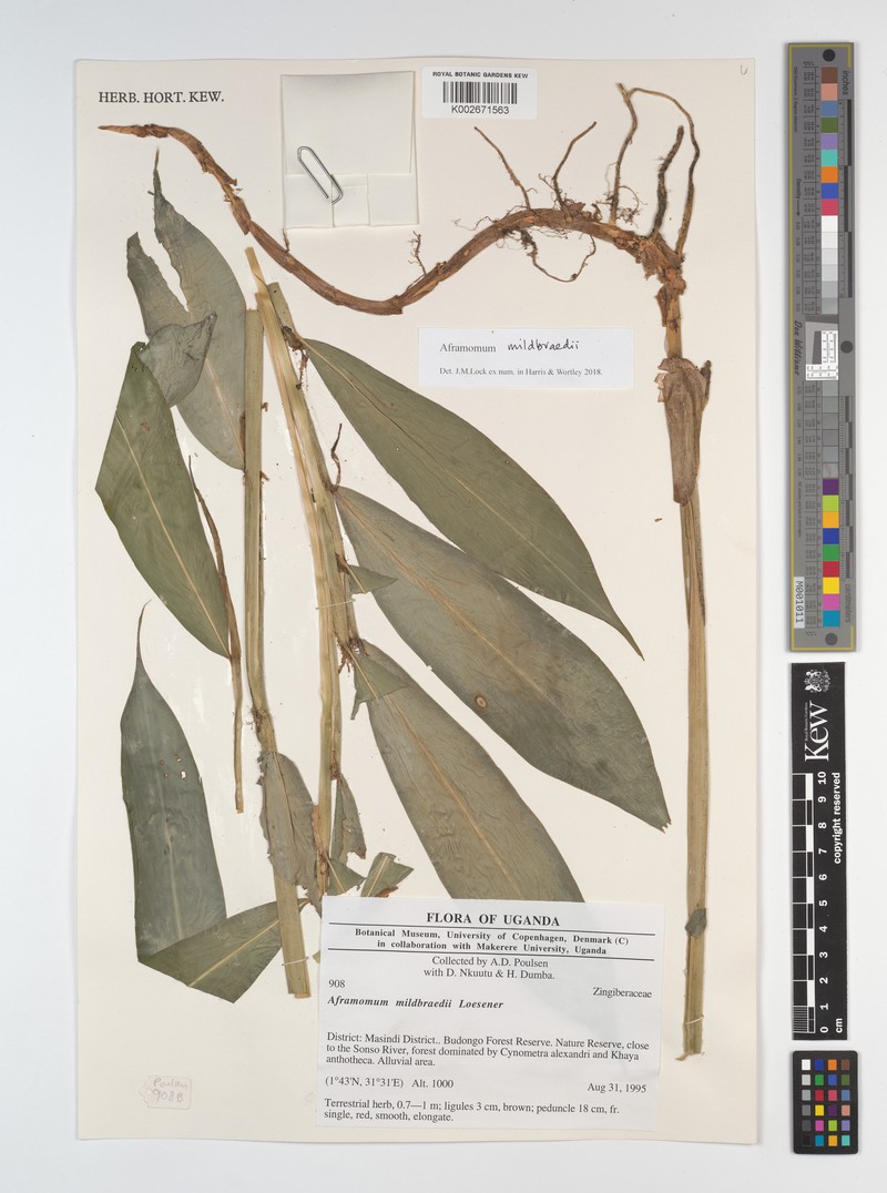 Aframomum mildbraedii photo 5