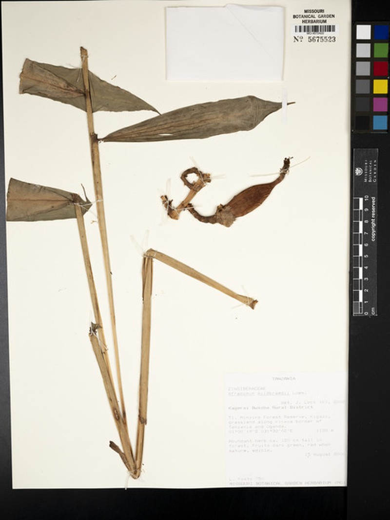Aframomum mildbraedii photo 6