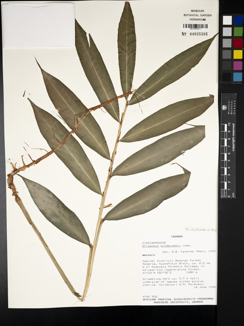 Aframomum mildbraedii photo 7