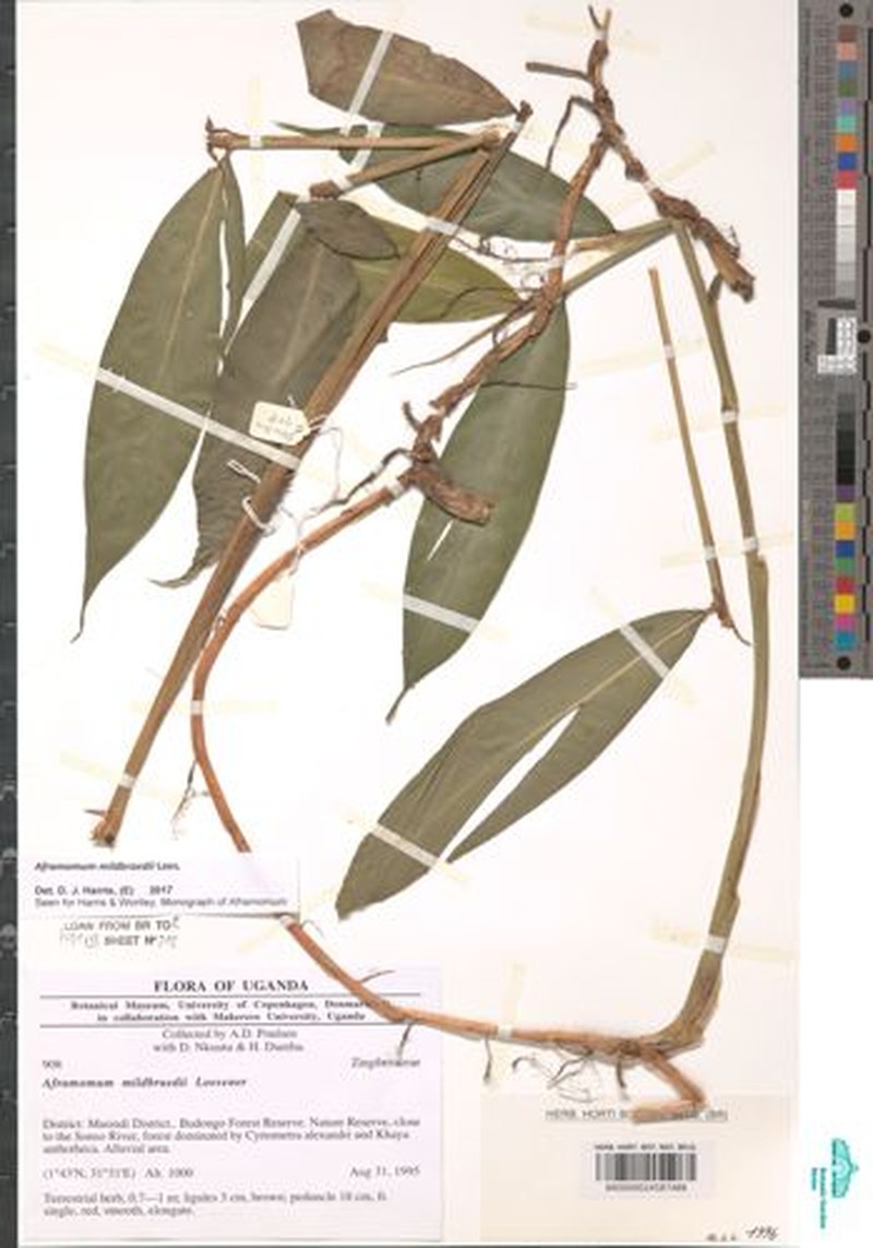 Aframomum mildbraedii photo 8
