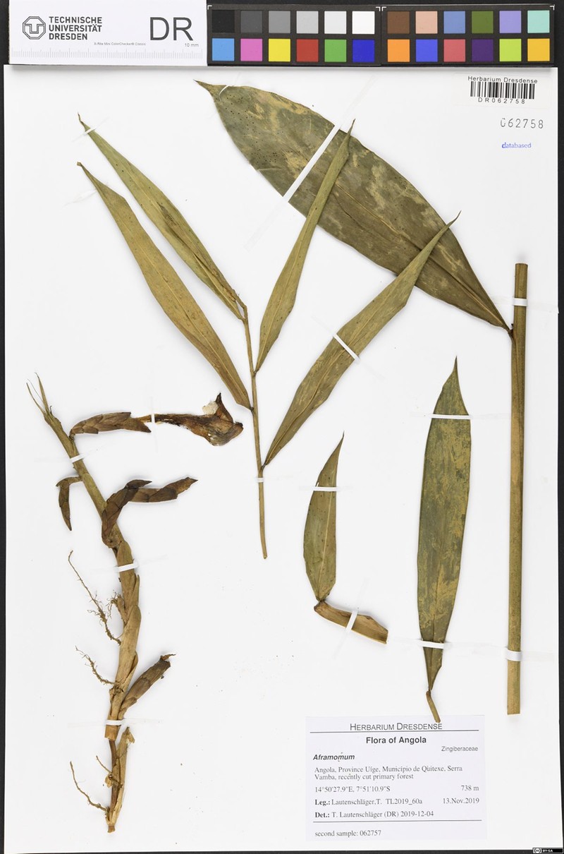 Aframomum parvulum