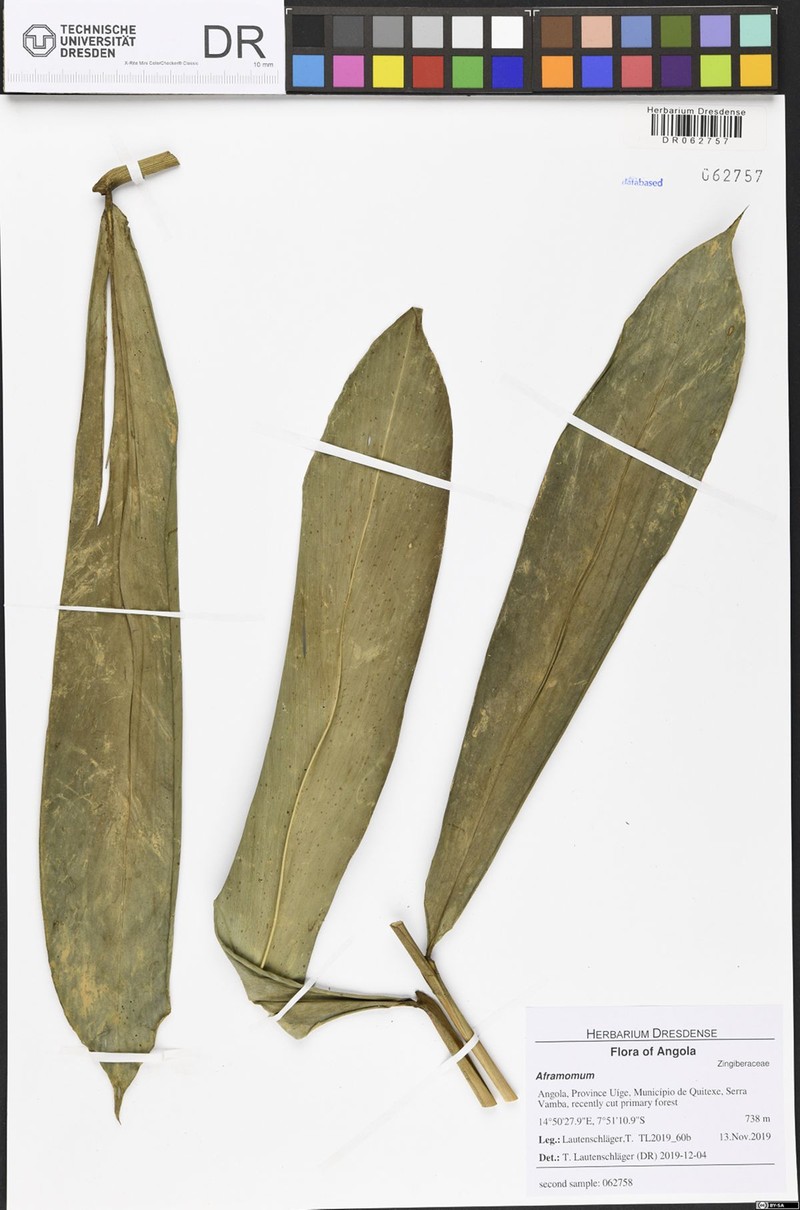 Aframomum parvulum photo 2