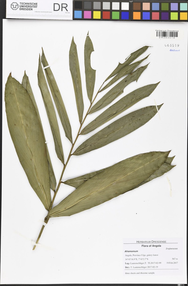 Aframomum parvulum photo 3