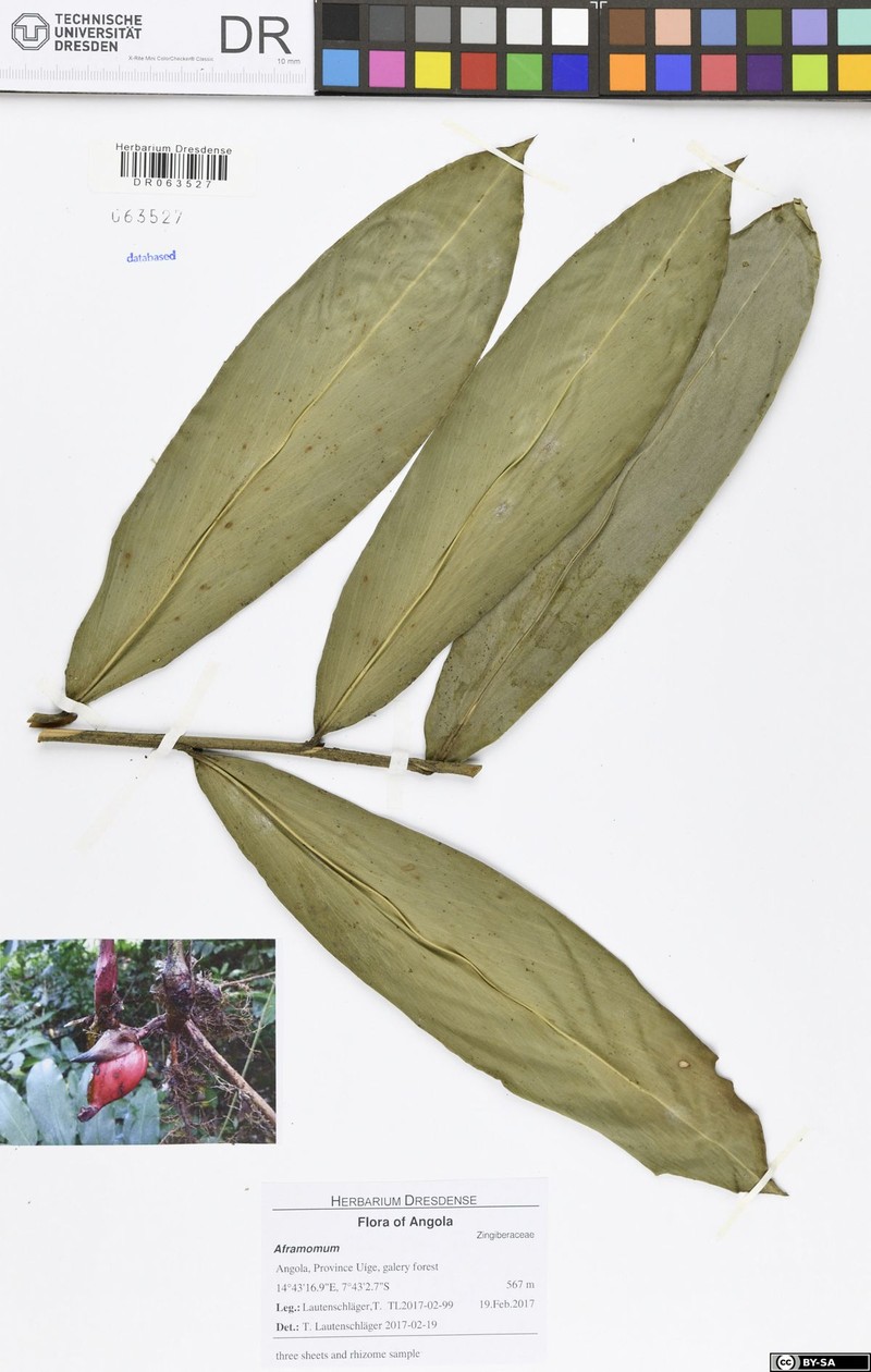Aframomum parvulum photo 4
