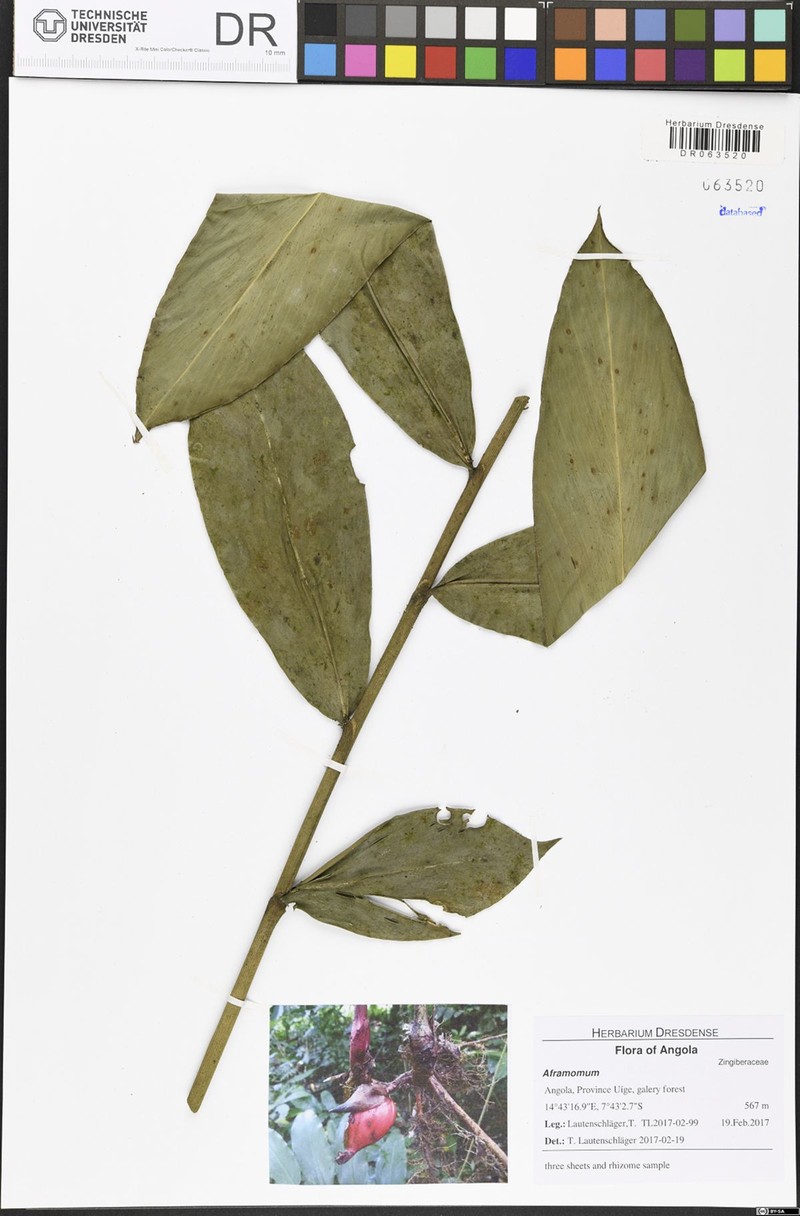 Aframomum parvulum photo 5