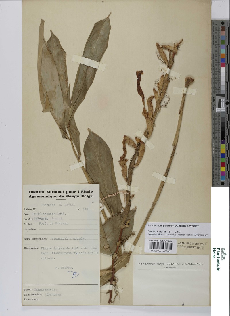 Aframomum parvulum photo 6