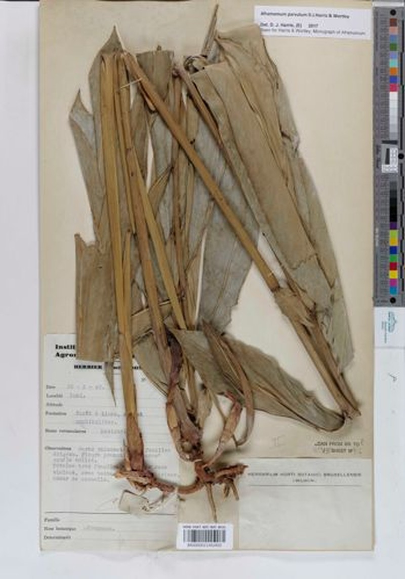 Aframomum parvulum photo 7