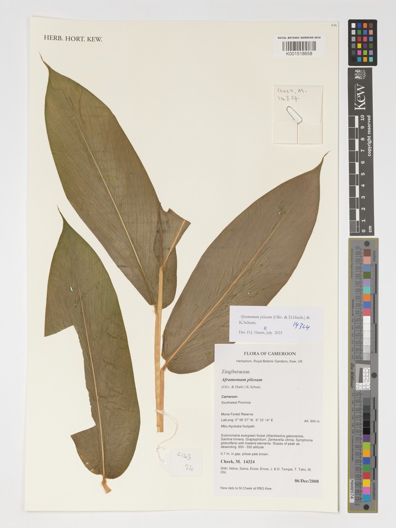 Aframomum pilosum